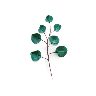 Cukrové listy eukalyptu 